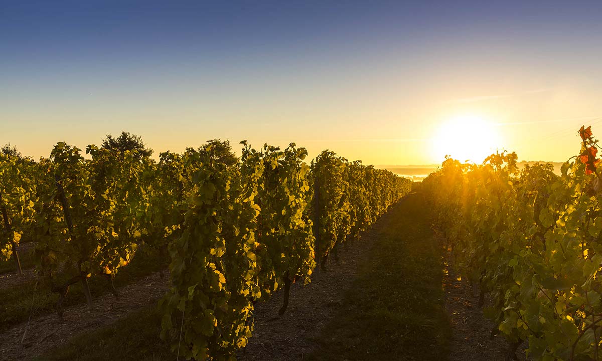 Coucher de soleil sur les vignes